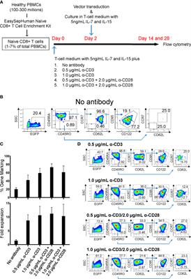 Efficient derivation of chimeric-antigen receptor-modified TSCM cells